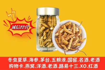 邢台市任泽回收散虫草